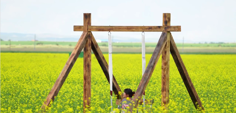 夏日草原 绿海金浪漫花稥：锡林浩特的油菜花田