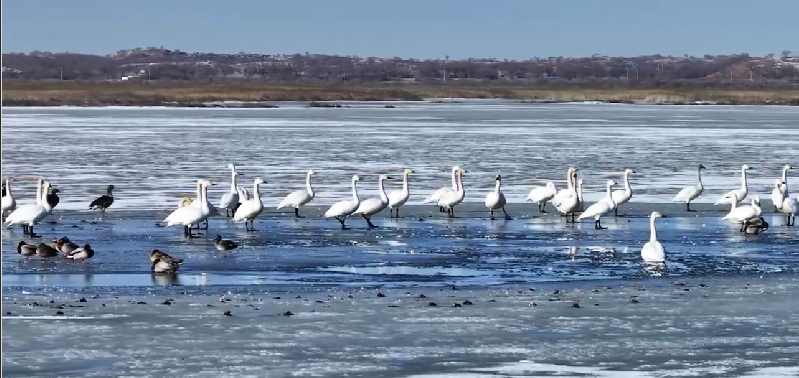 候鸟归栖 奏响北疆春之序曲